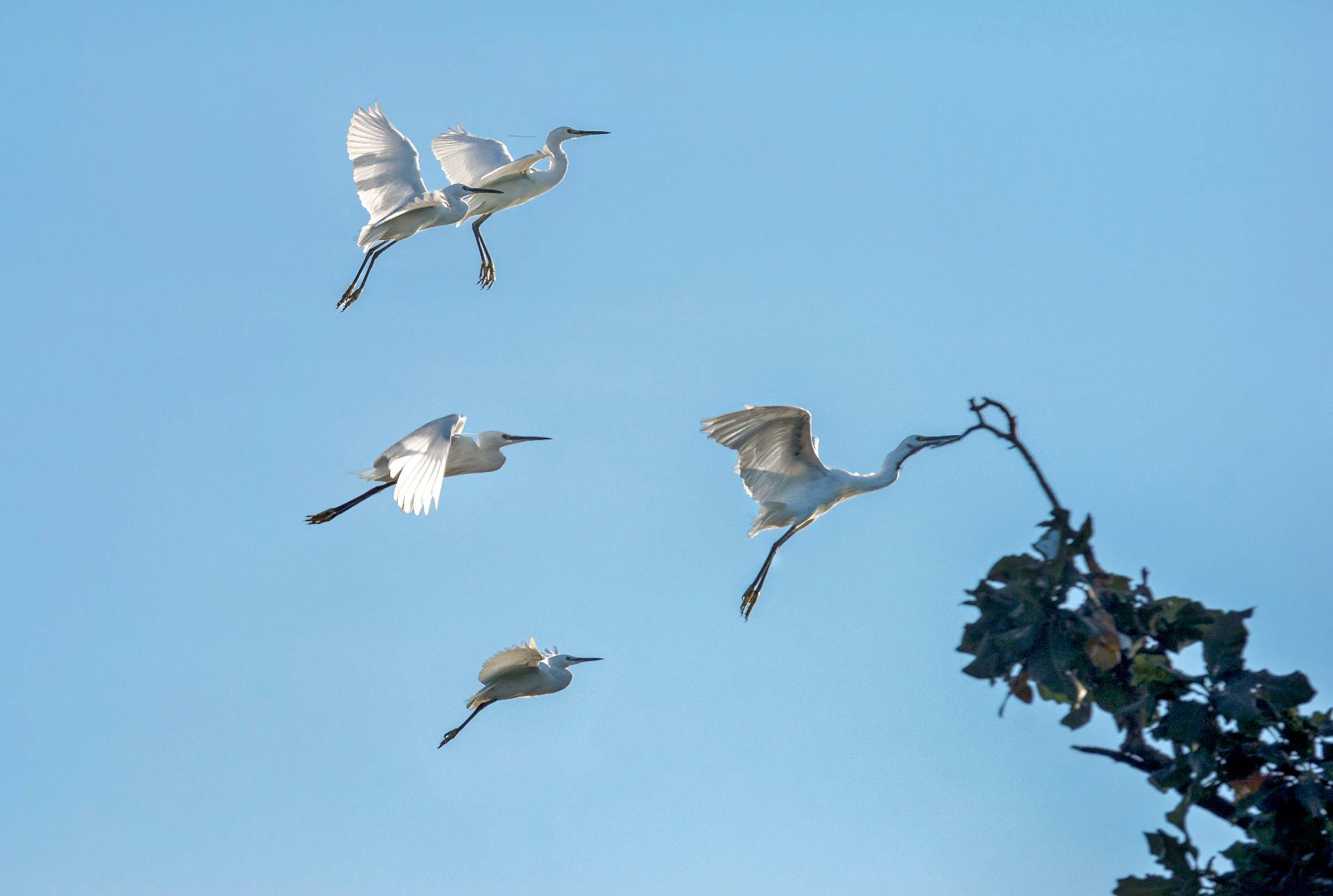 Silberreiher am Taung-Tha-Man-See